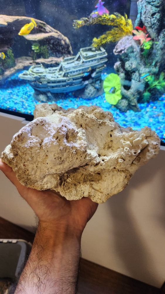 DRIED CORALS - photo 4