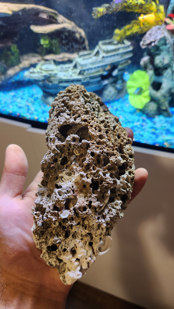 DRIED CORALS - photo 5