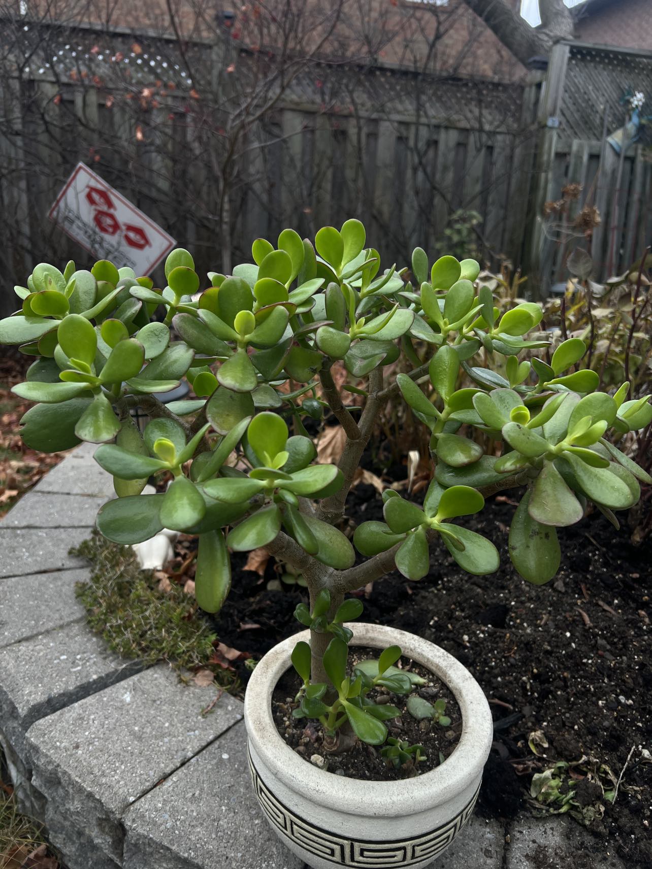 big jade plant with pot - SOLD