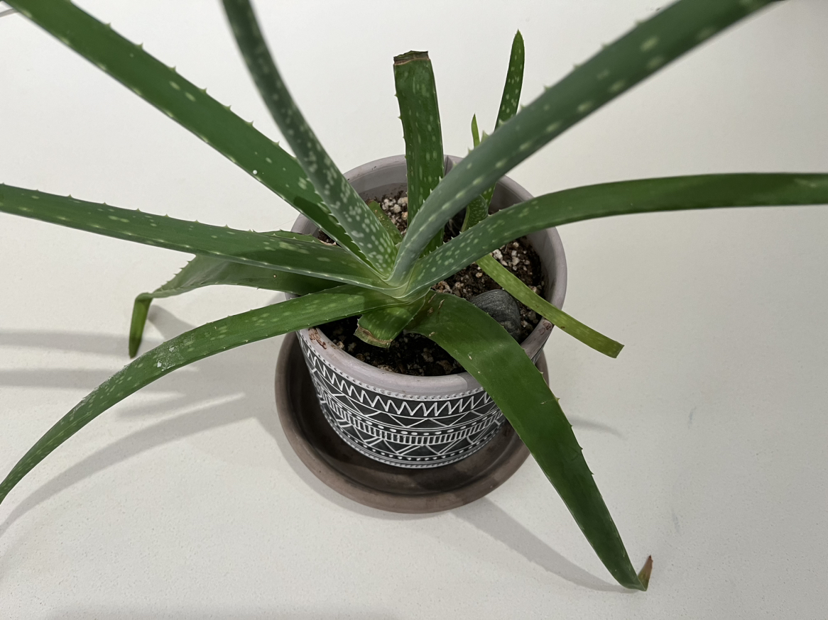 FREE Aloe Vera Plant #freecycle image indicator(2)