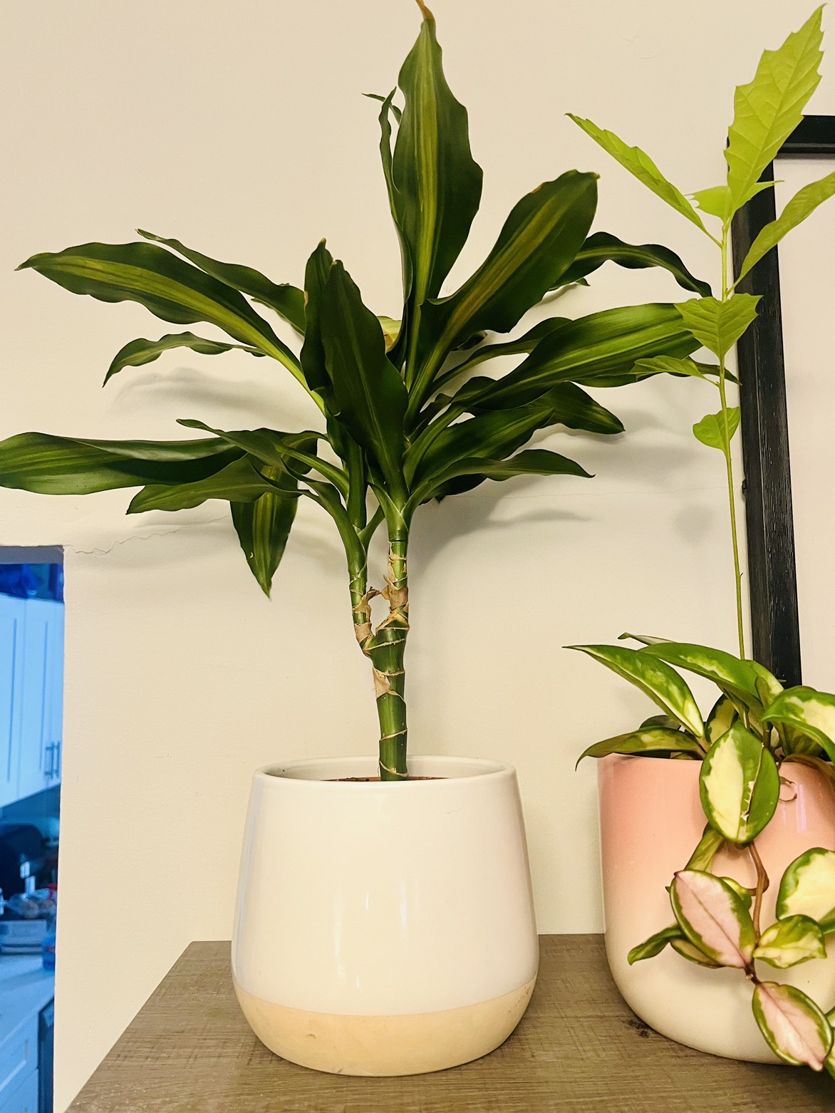 Indoor Tropical Plant - Low Maintenance thumbnail