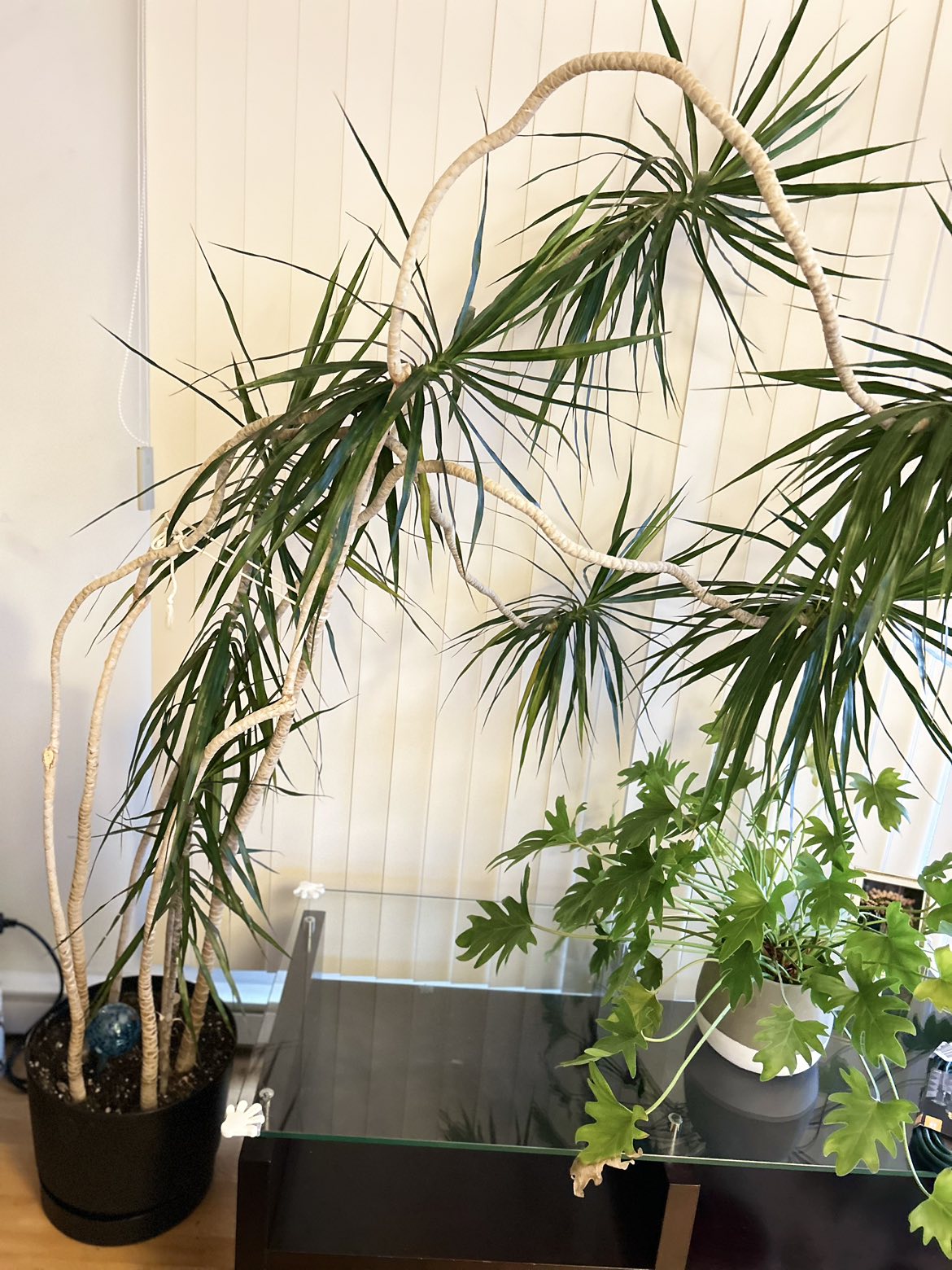 Dracaena Marginata plant - photo 2