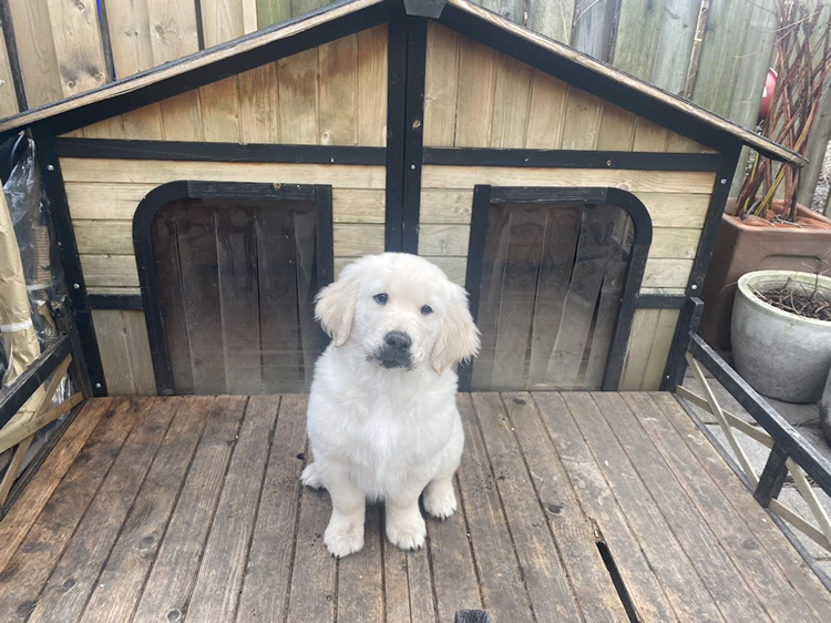 Bed dog house