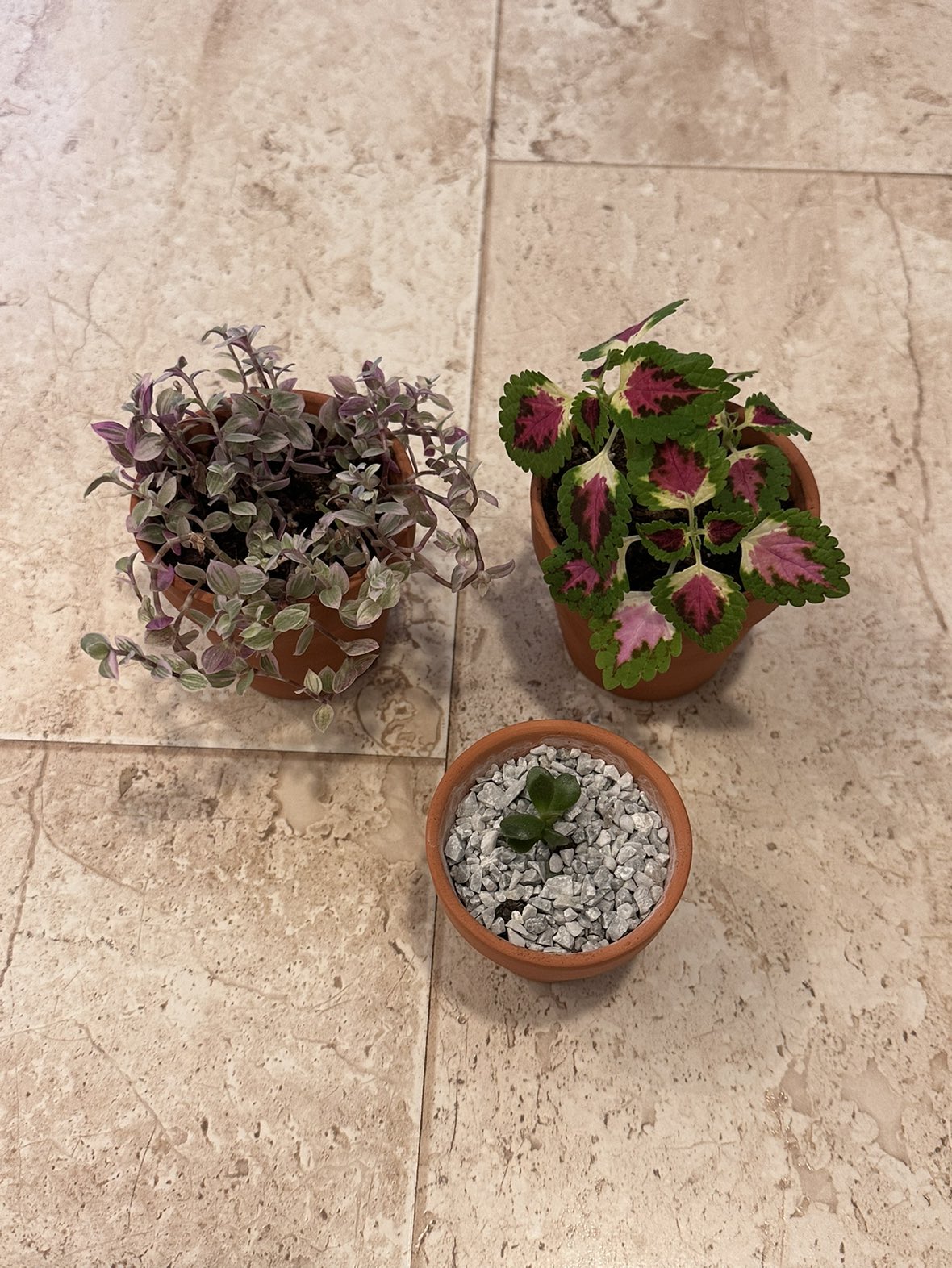 3 baby plants in pot