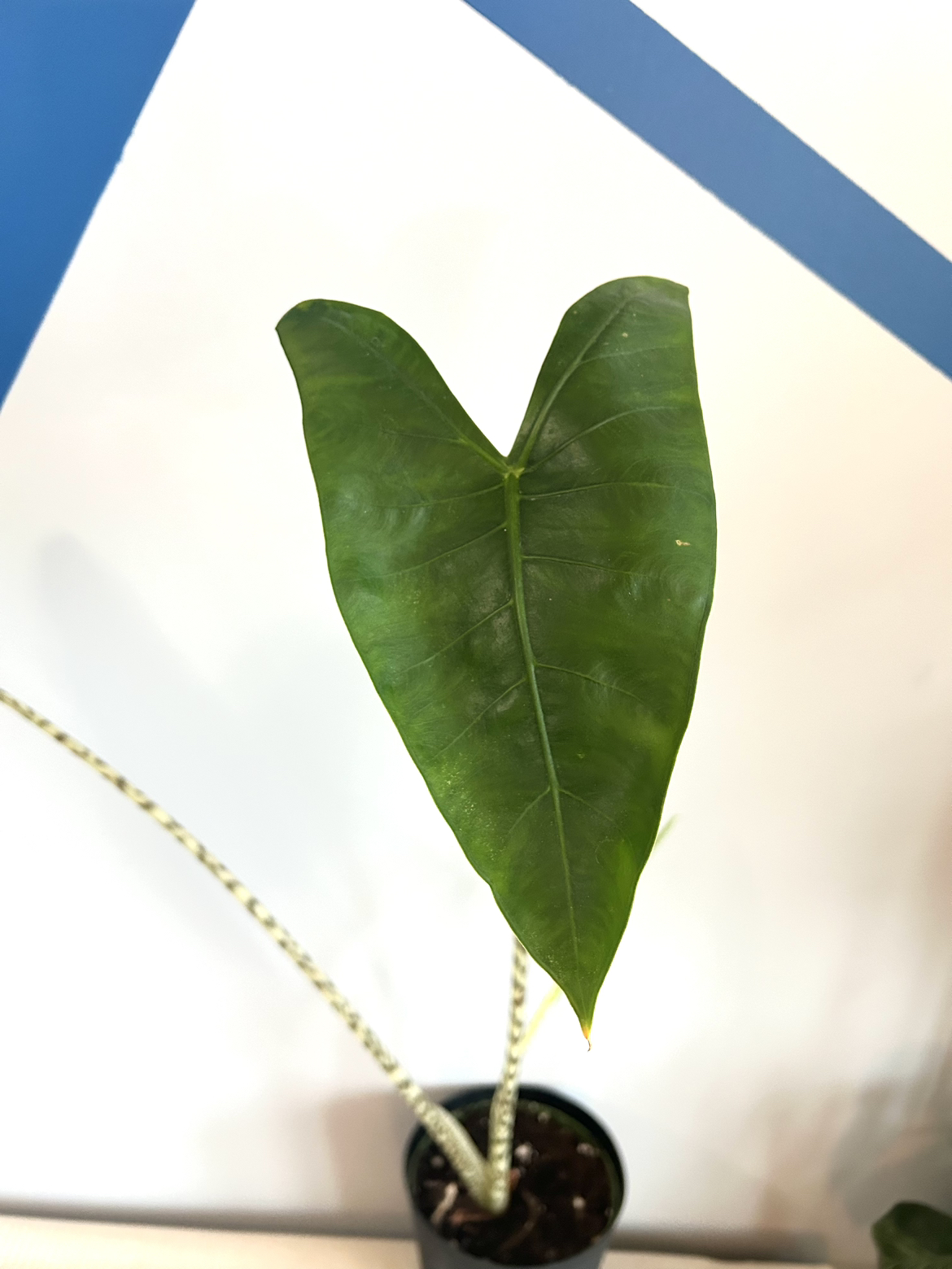 Alocasia Zebrina thumbnail