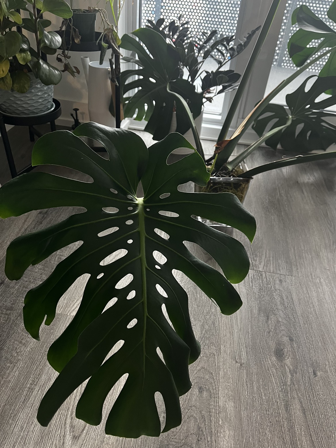 Monstera Indoor House Plant image indicator(2)
