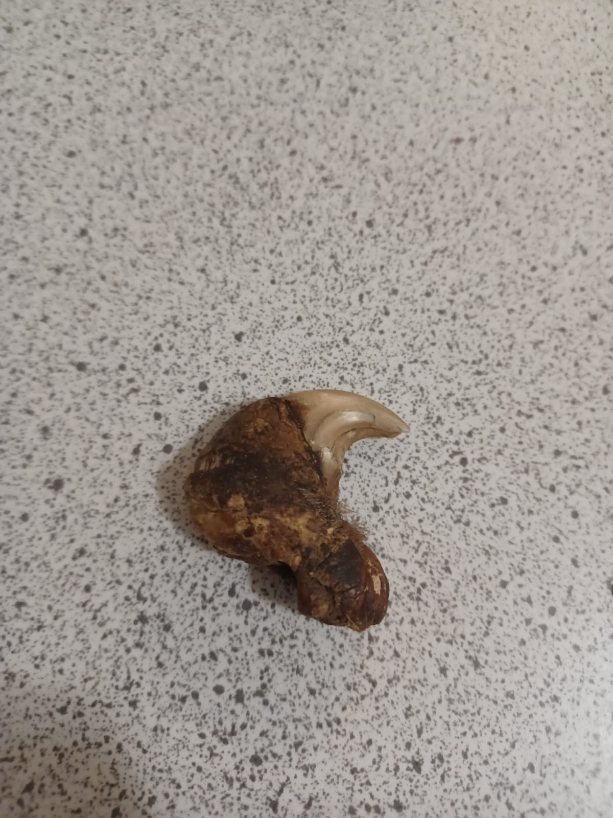 Real leopard claws image indicator(3)