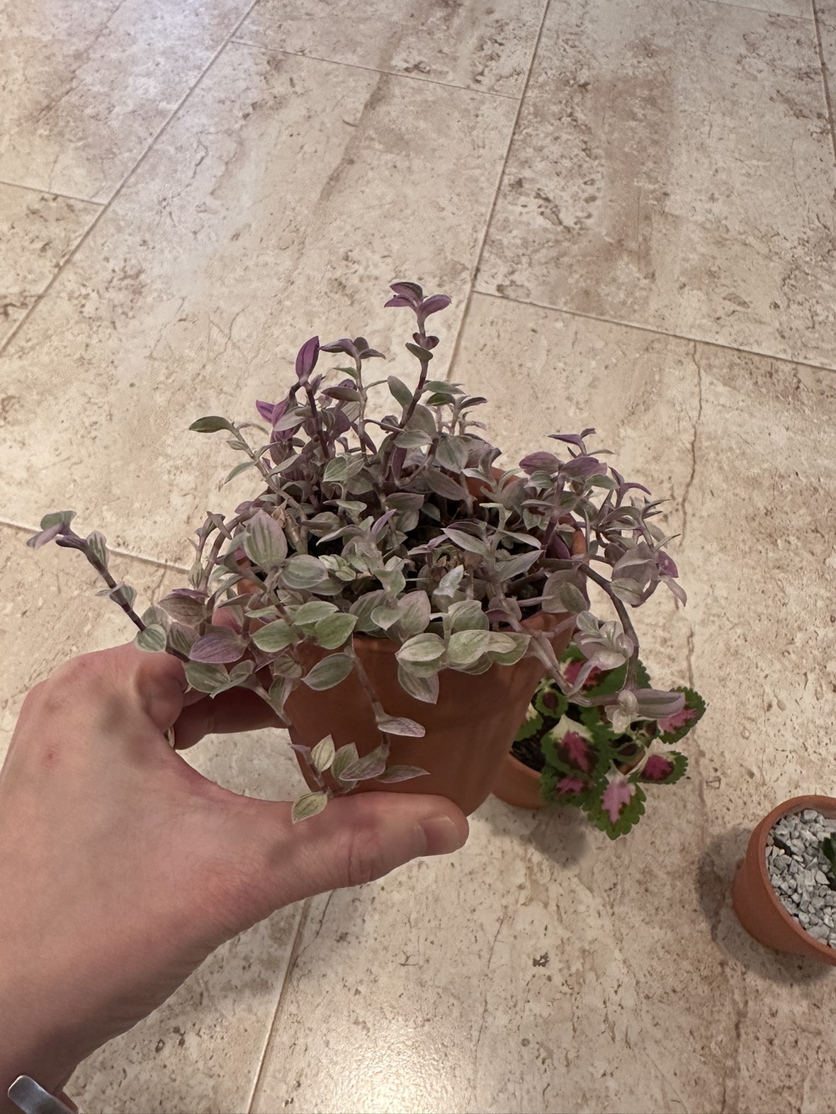 3 baby plants in pot image indicator(4)