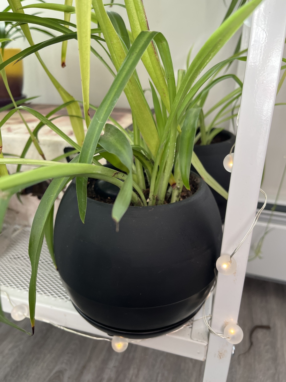 Various Plants - photo 2