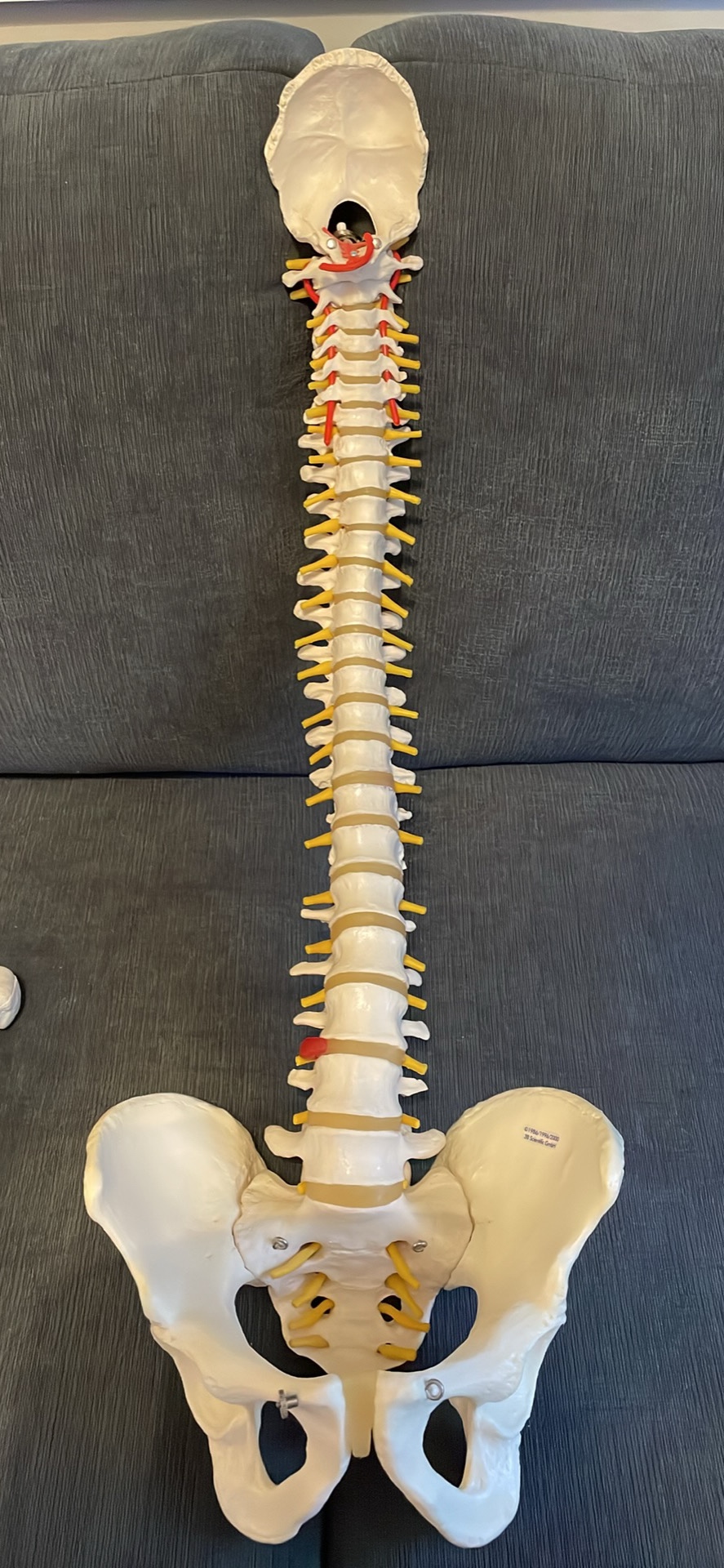 Medical spine and foot skeletons. - photo 2