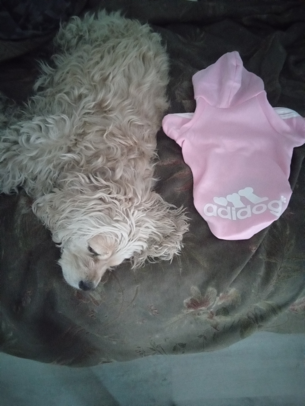 New Dog coat #freecycle image indicator(2)