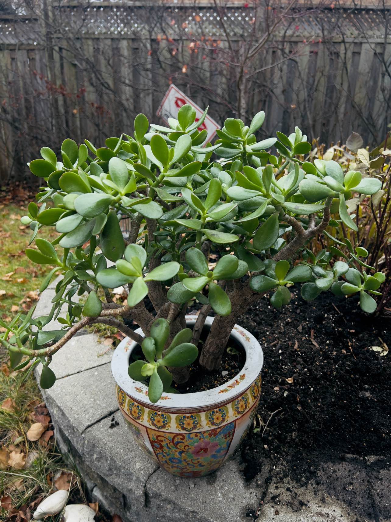 Huge jade plant with pot
