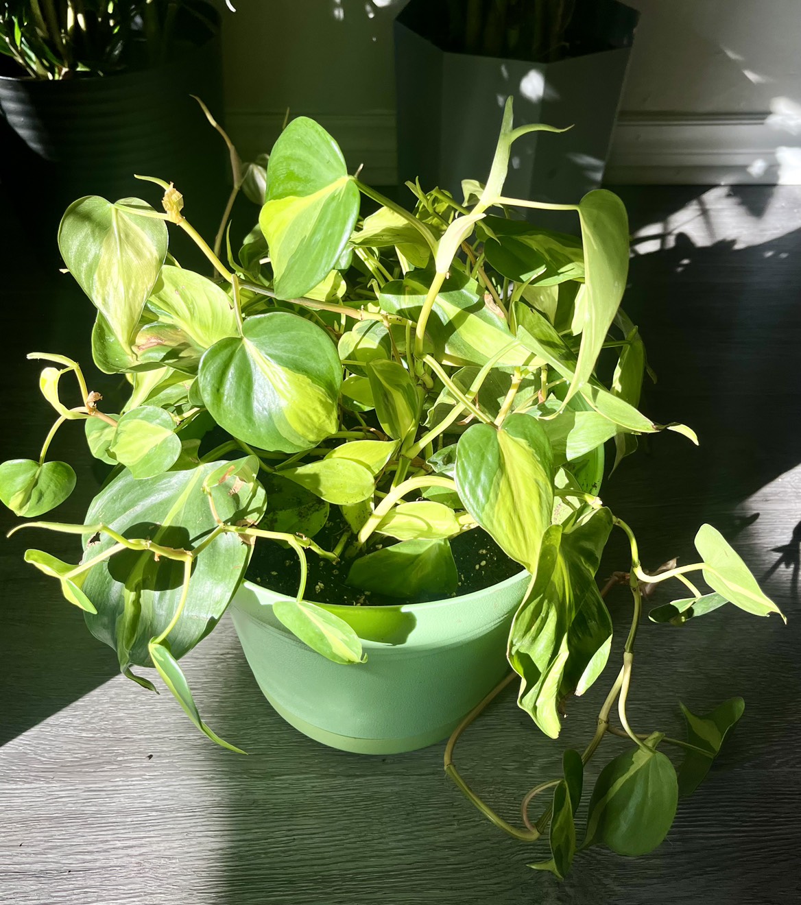 Indoor Trailing Plant thumbnail