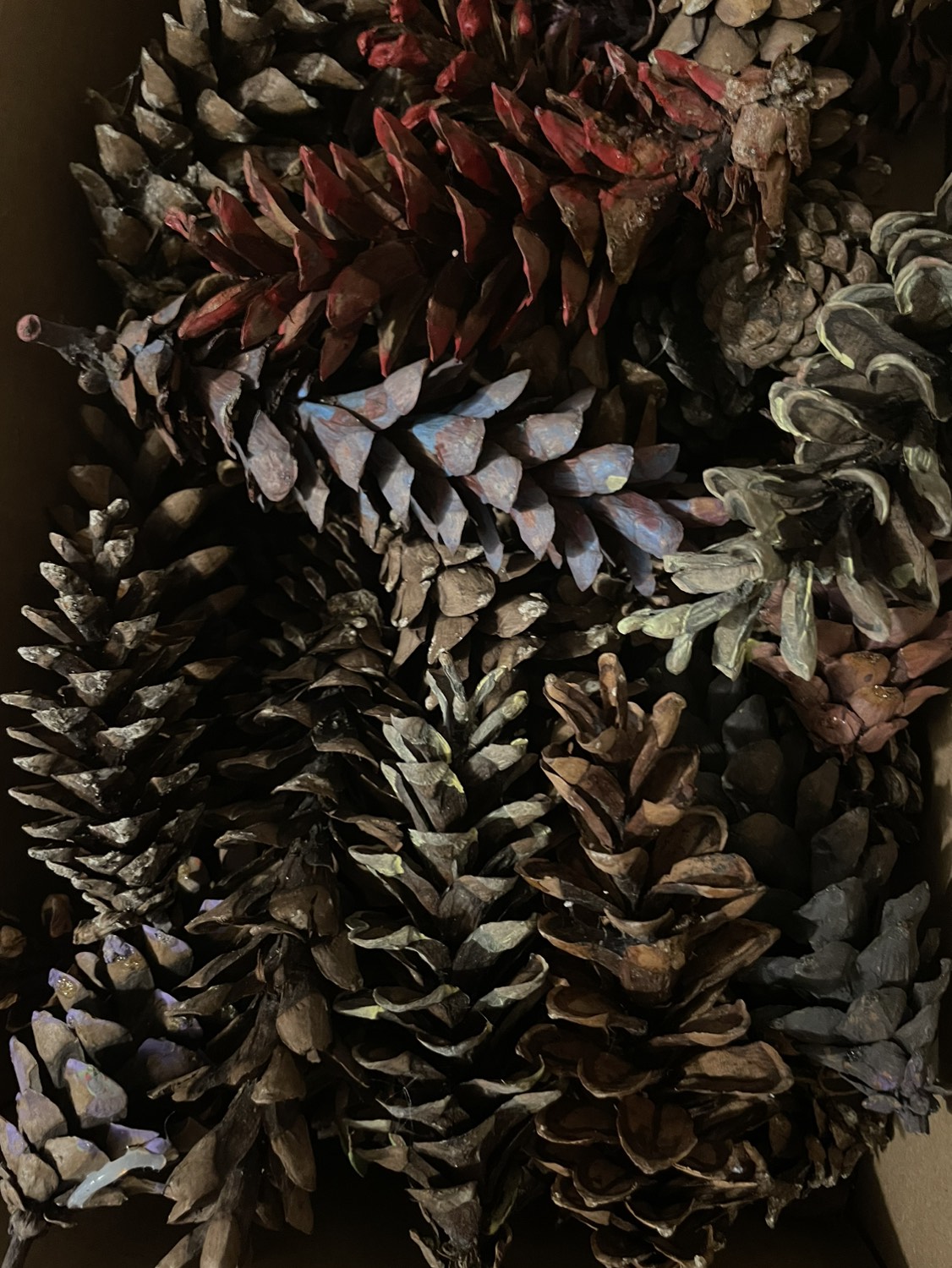 Pinecones / fall foliage image indicator(6)