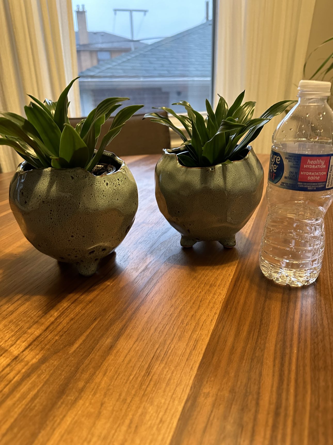 2 decor planters with 2 healthy live plants included - photo 4