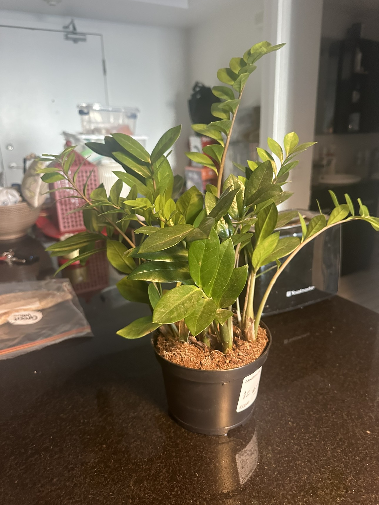 45 cm tall zz (Zamioculcas) plant - photo 3