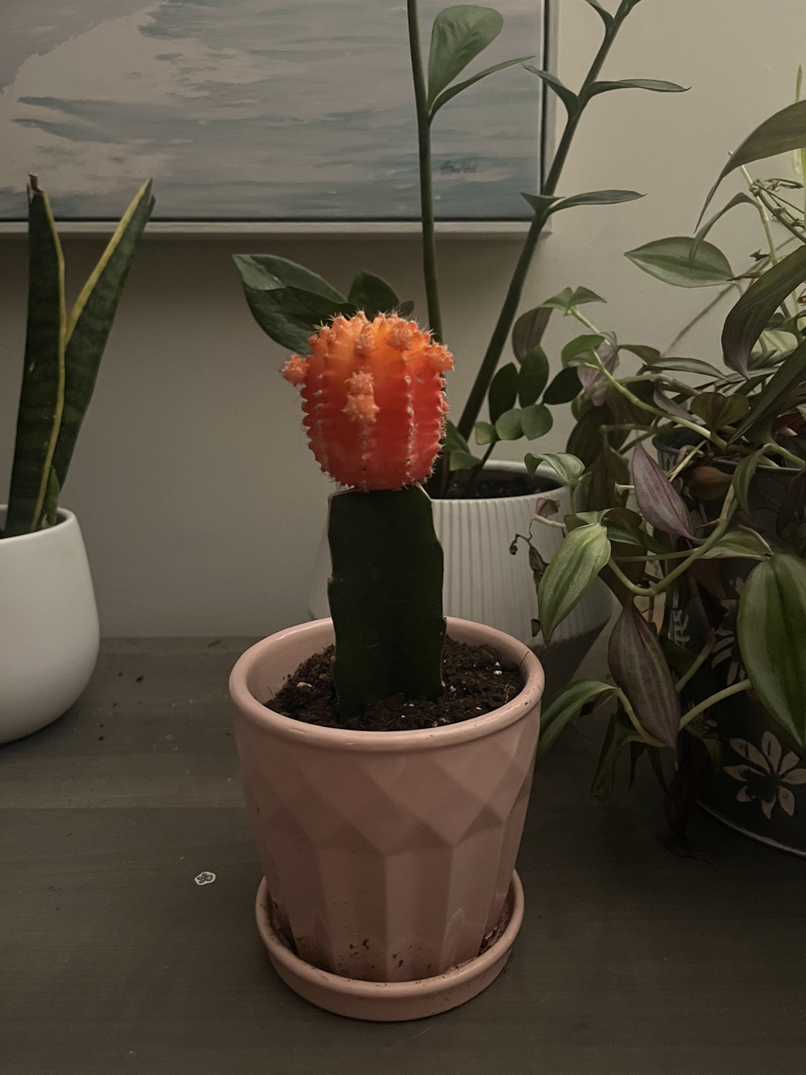 Cactus in Pink Pot thumbnail
