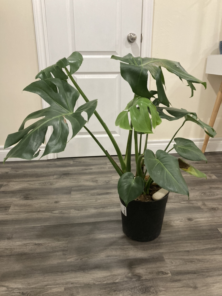 Monstera deliciosa thumbnail