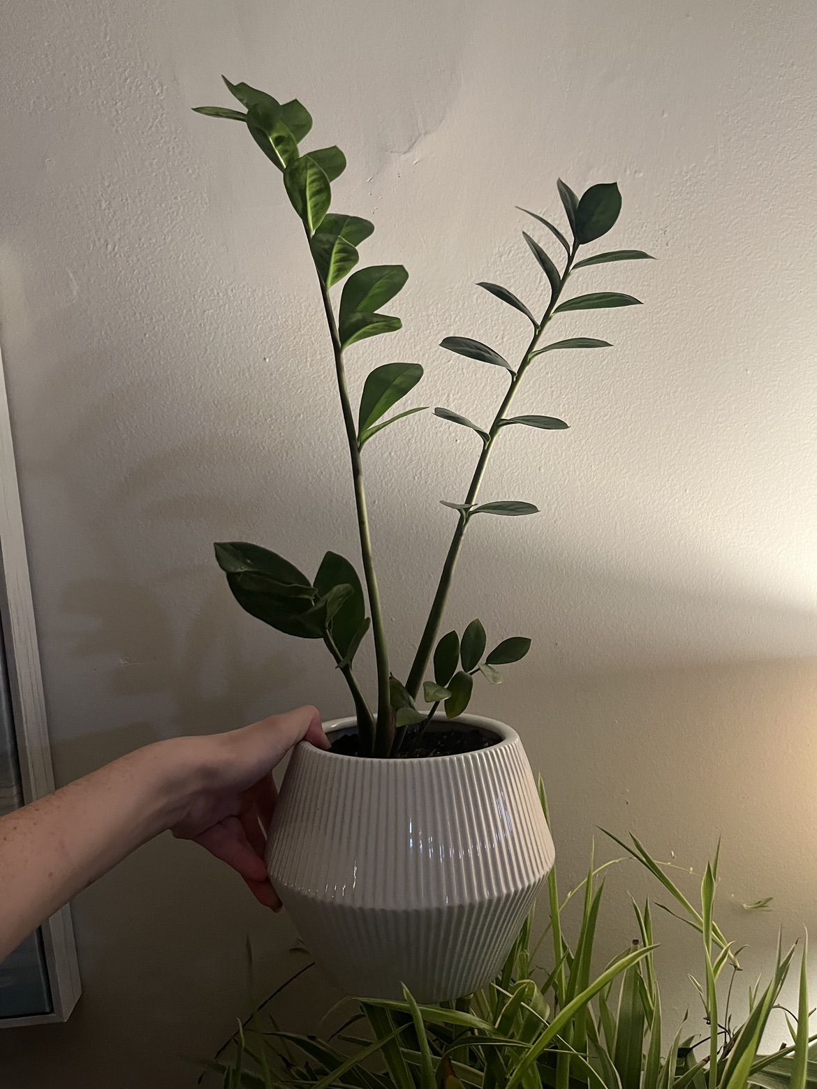 ZZ Plant in Pot - excellent quality thumbnail