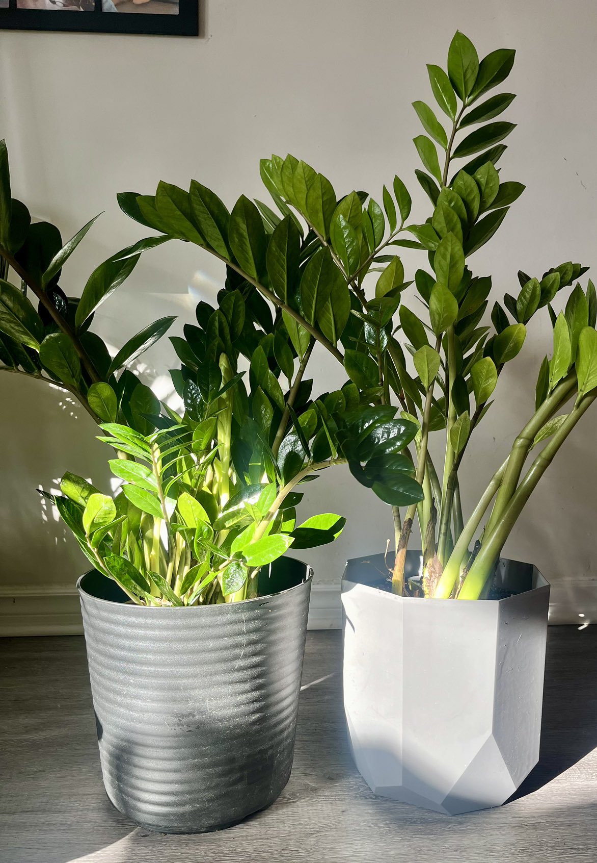 Zz Plant thumbnail