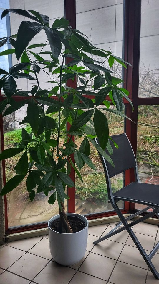Money Tree thumbnail