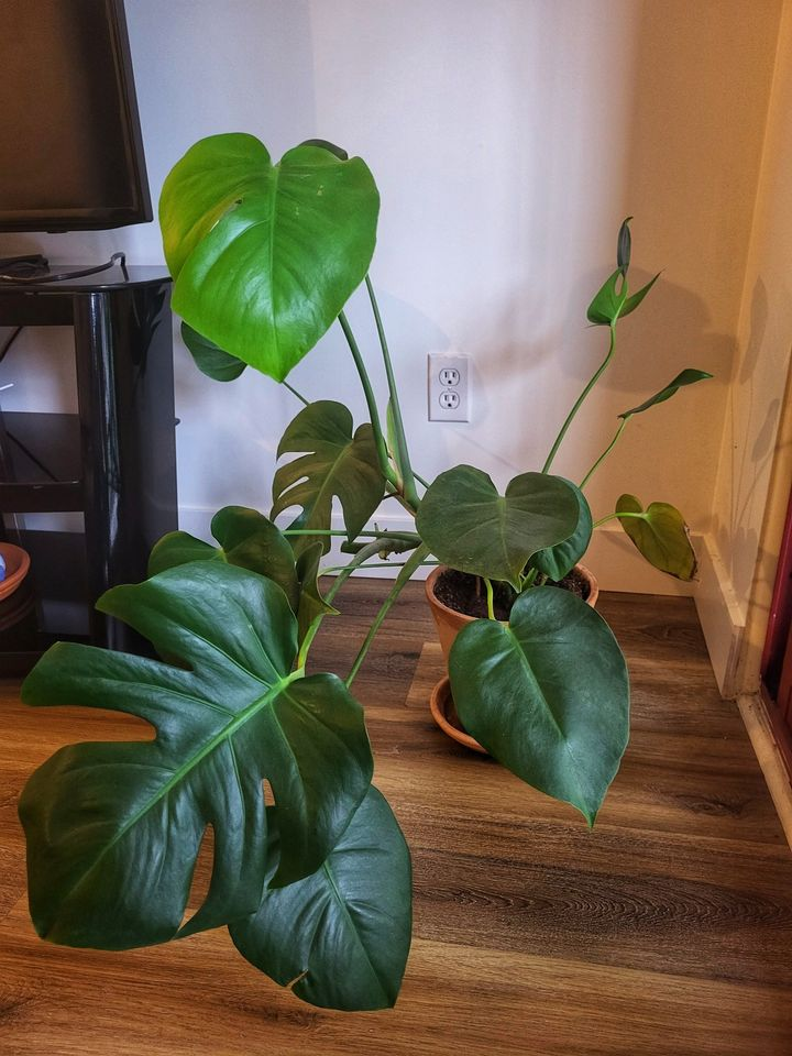 Monstera thumbnail