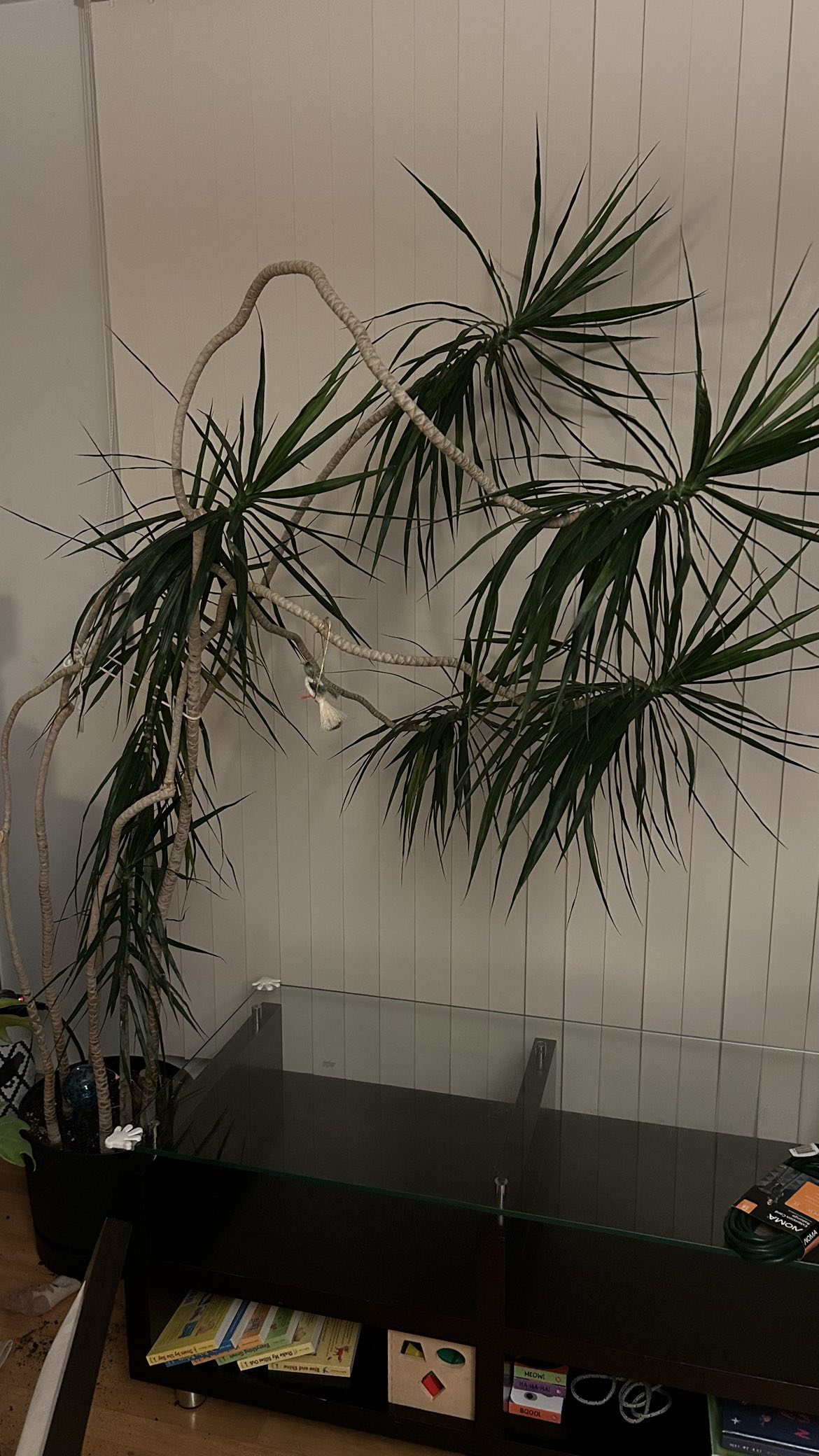 Dracaena Marginata plant