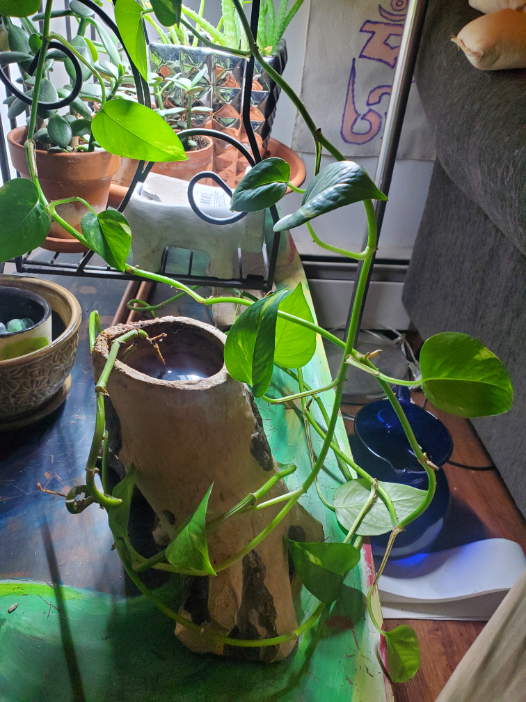 Free pathos vine #freecycle thumbnail