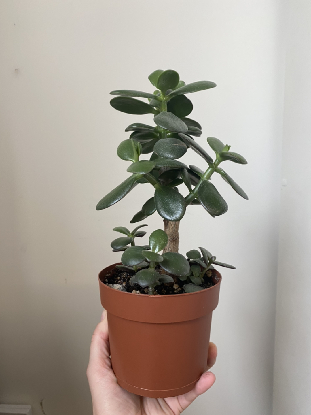 Jade Plant image indicator(5)