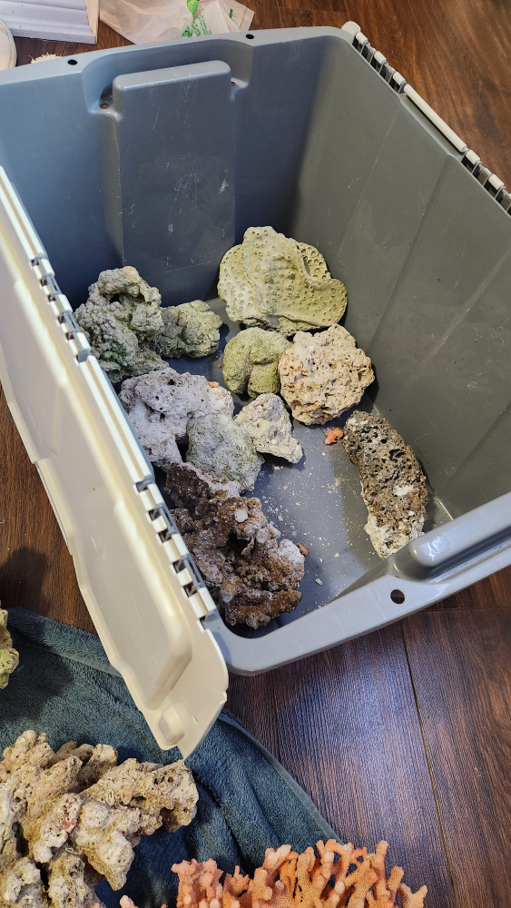 DRIED CORALS - photo 3