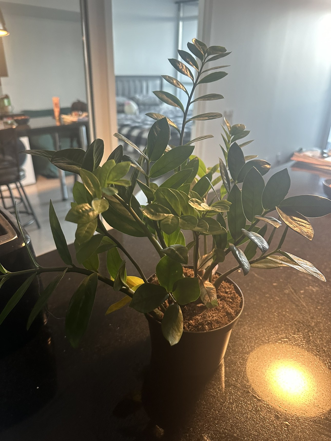 45 cm tall zz (Zamioculcas) plant - photo 4