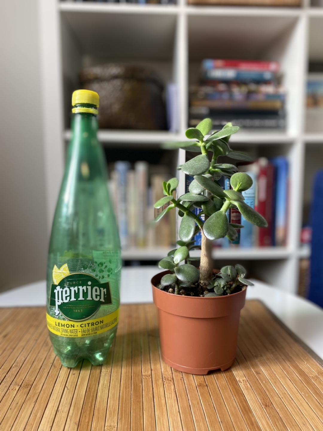 Jade Plant image indicator(2)