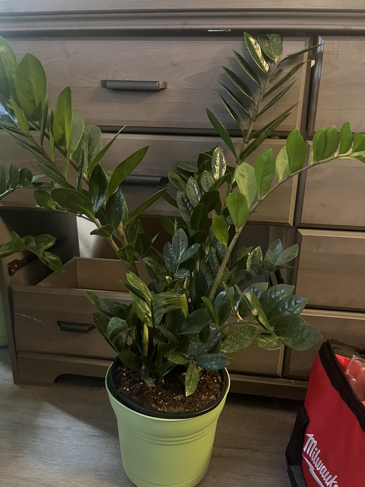 Zz plant thumbnail