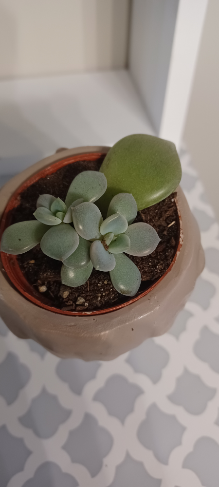 Planter With Succulent thumbnail