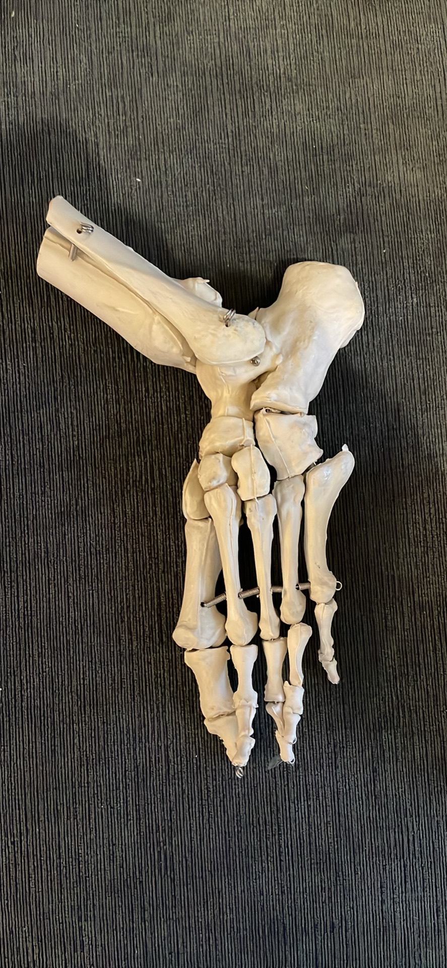 Medical spine and foot skeletons.