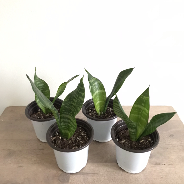 Snake plants $4 each / 2 for $7 thumbnail