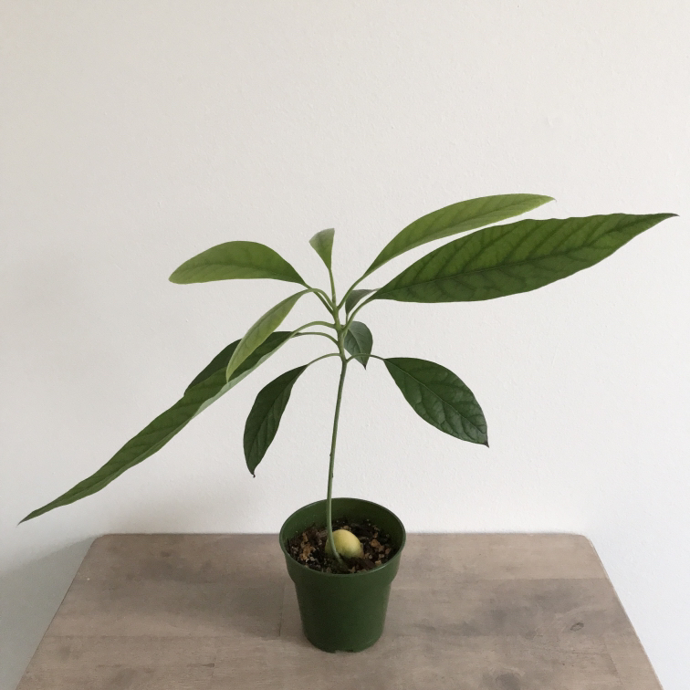 Avocado plant 🥑 thumbnail