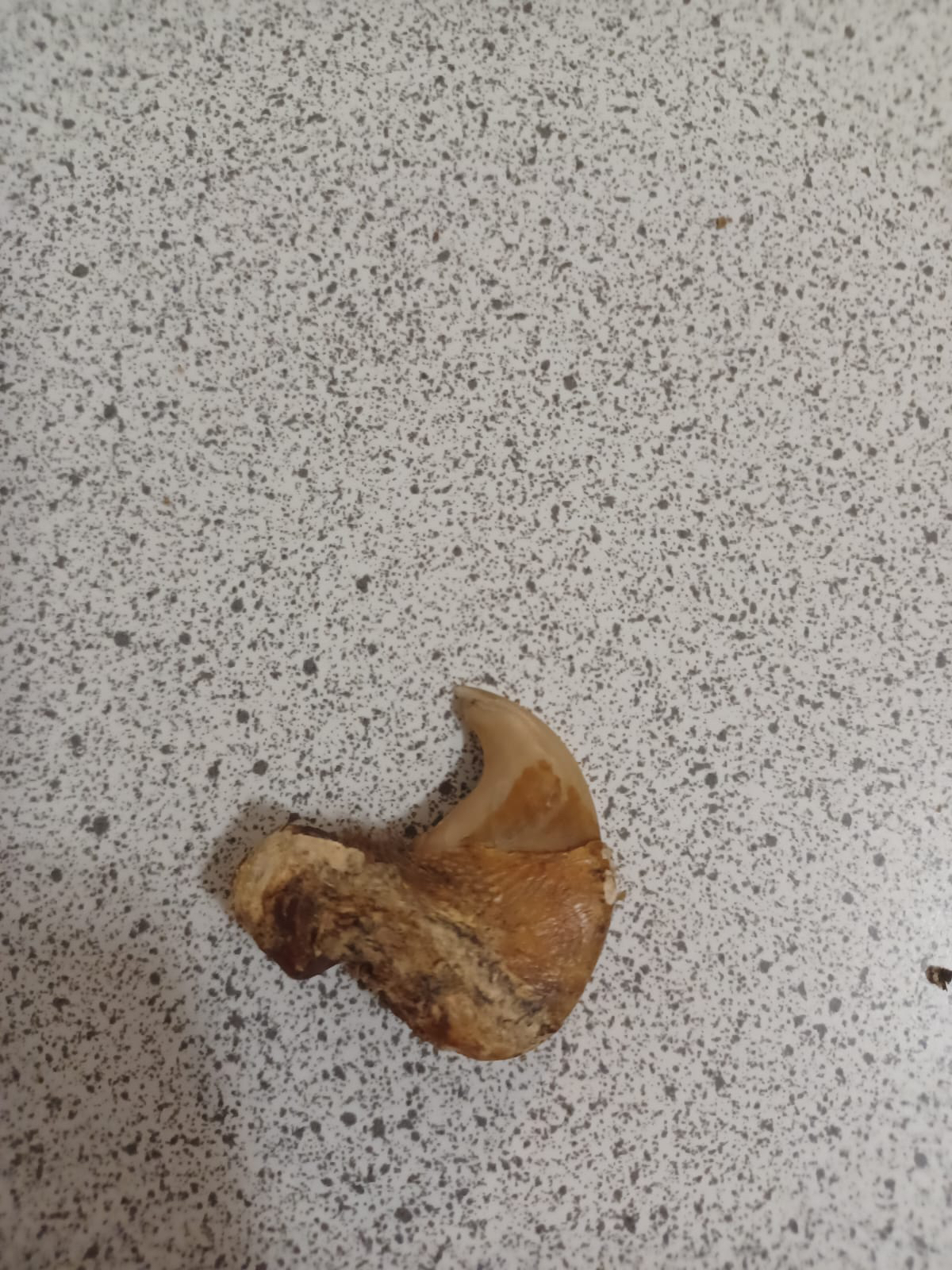 Real leopard claws image indicator(4)