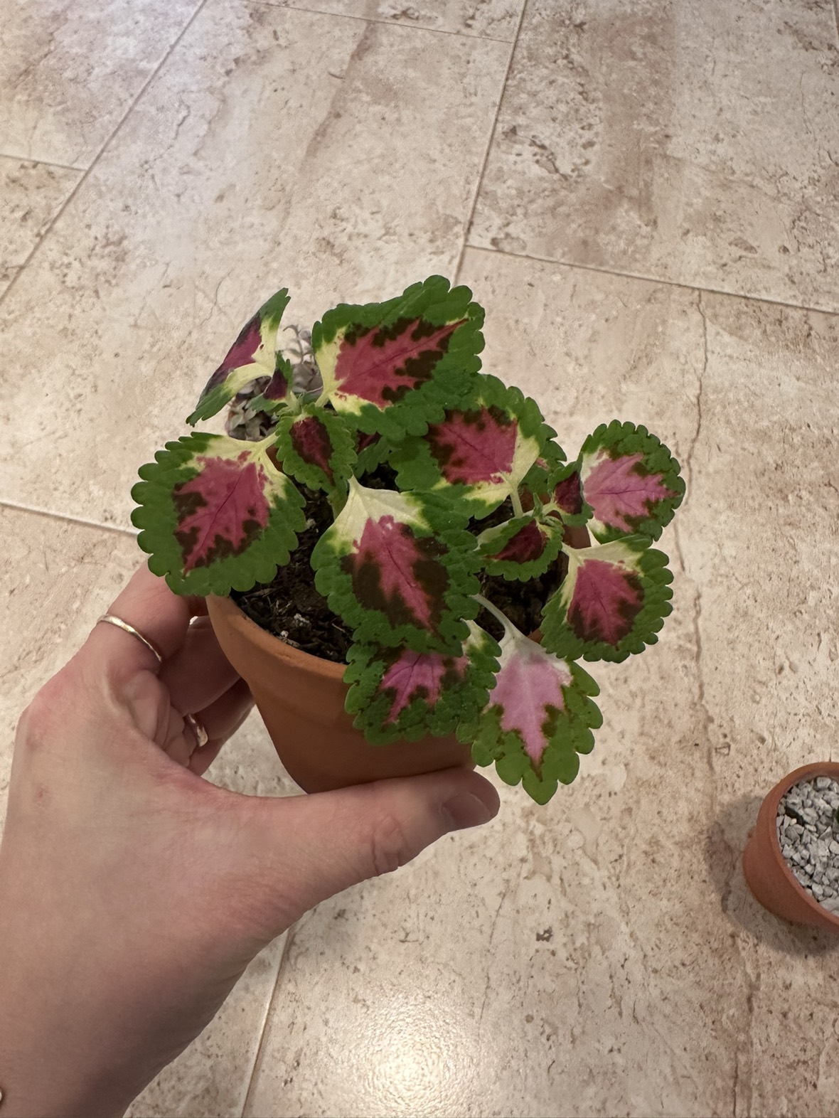 3 baby plants in pot image indicator(3)