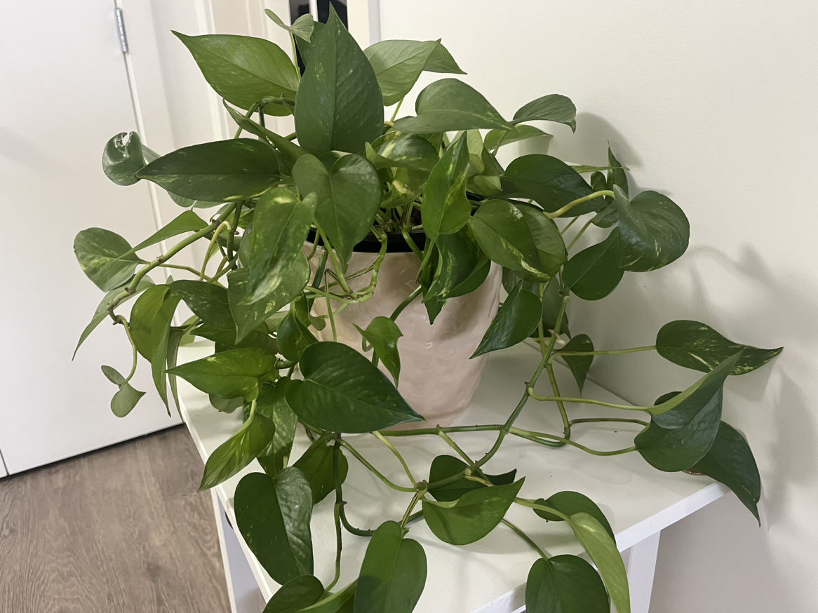 Ceramic Flower Pots image indicator(3)