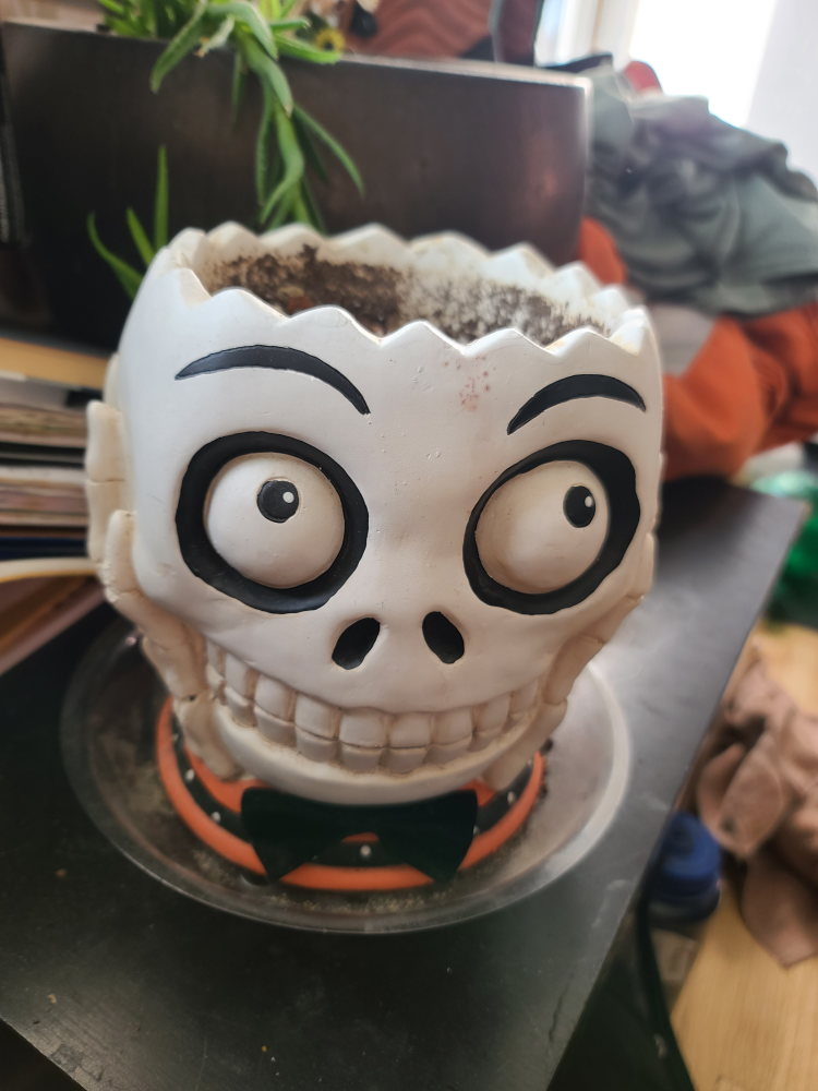 skull planter decoration