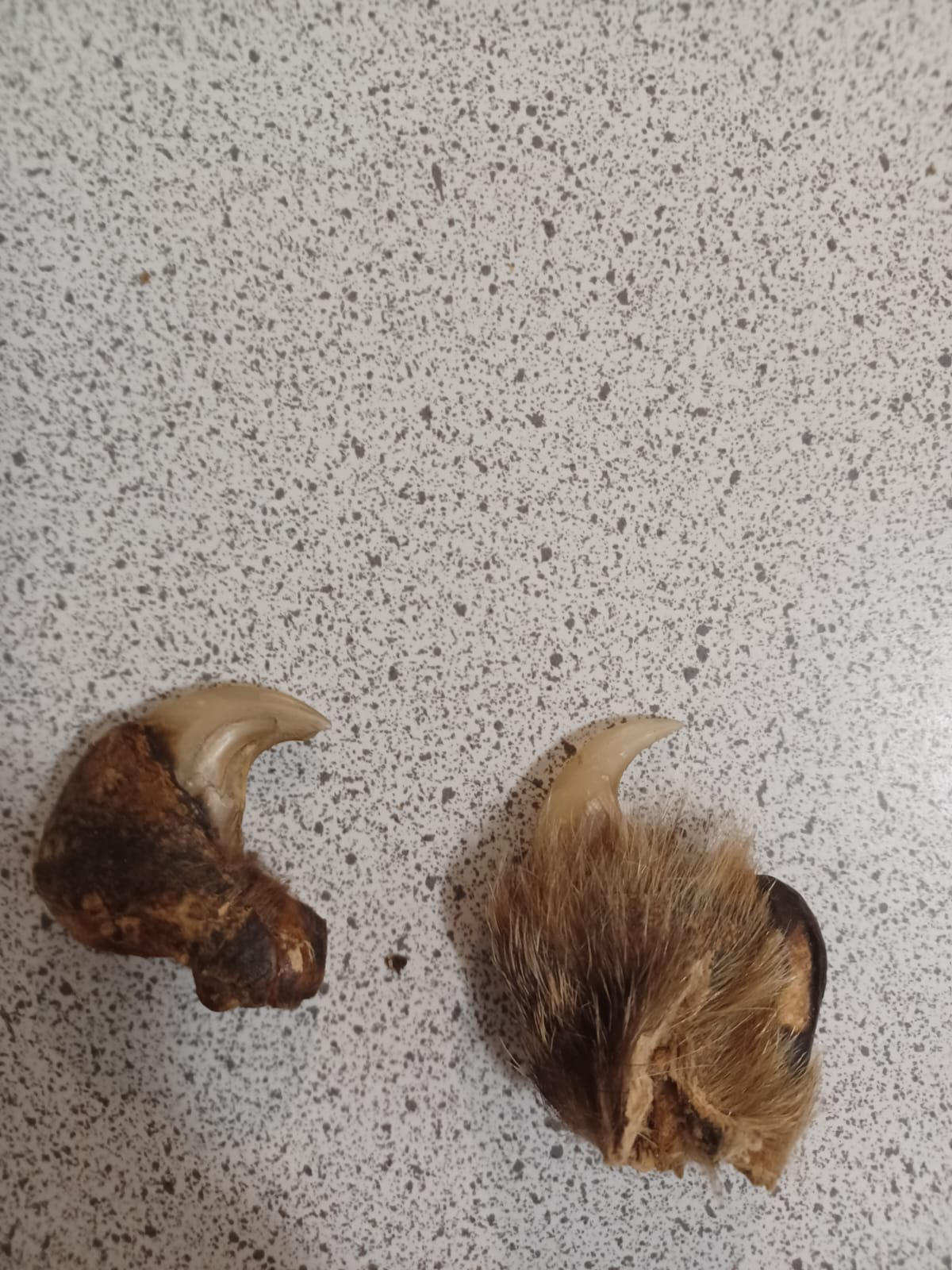 Real leopard claws image indicator(2)