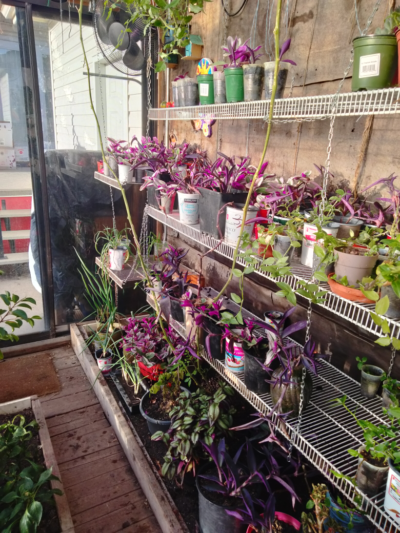 Tradescantia and inch plants