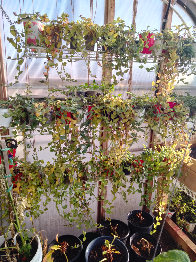 Tradescantia and inch plants - photo 2
