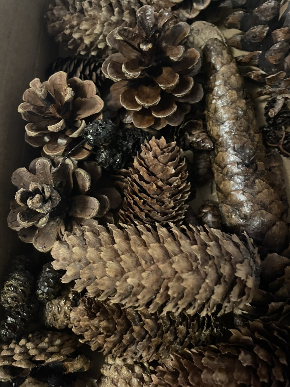 Pinecones / fall foliage image indicator(5)