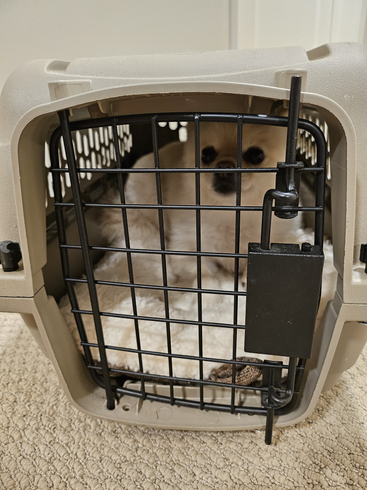 Small breed dog kennel - photo 3