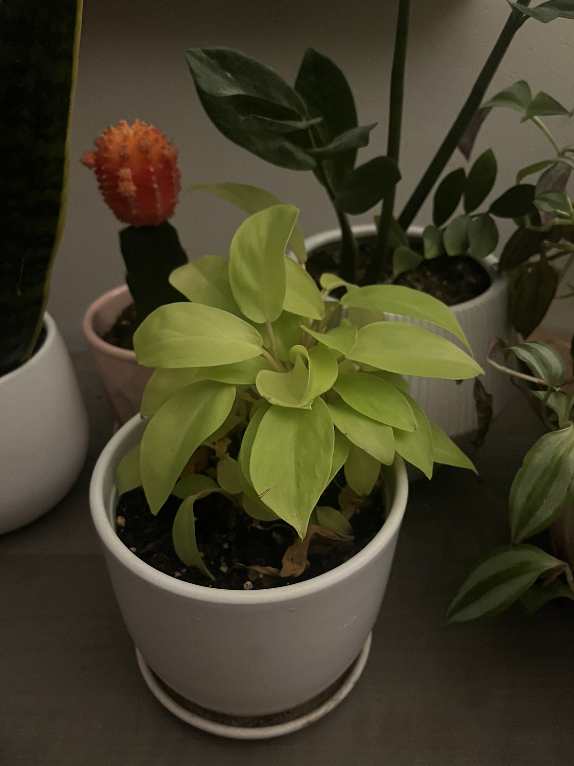 Indoor plant in pot thumbnail