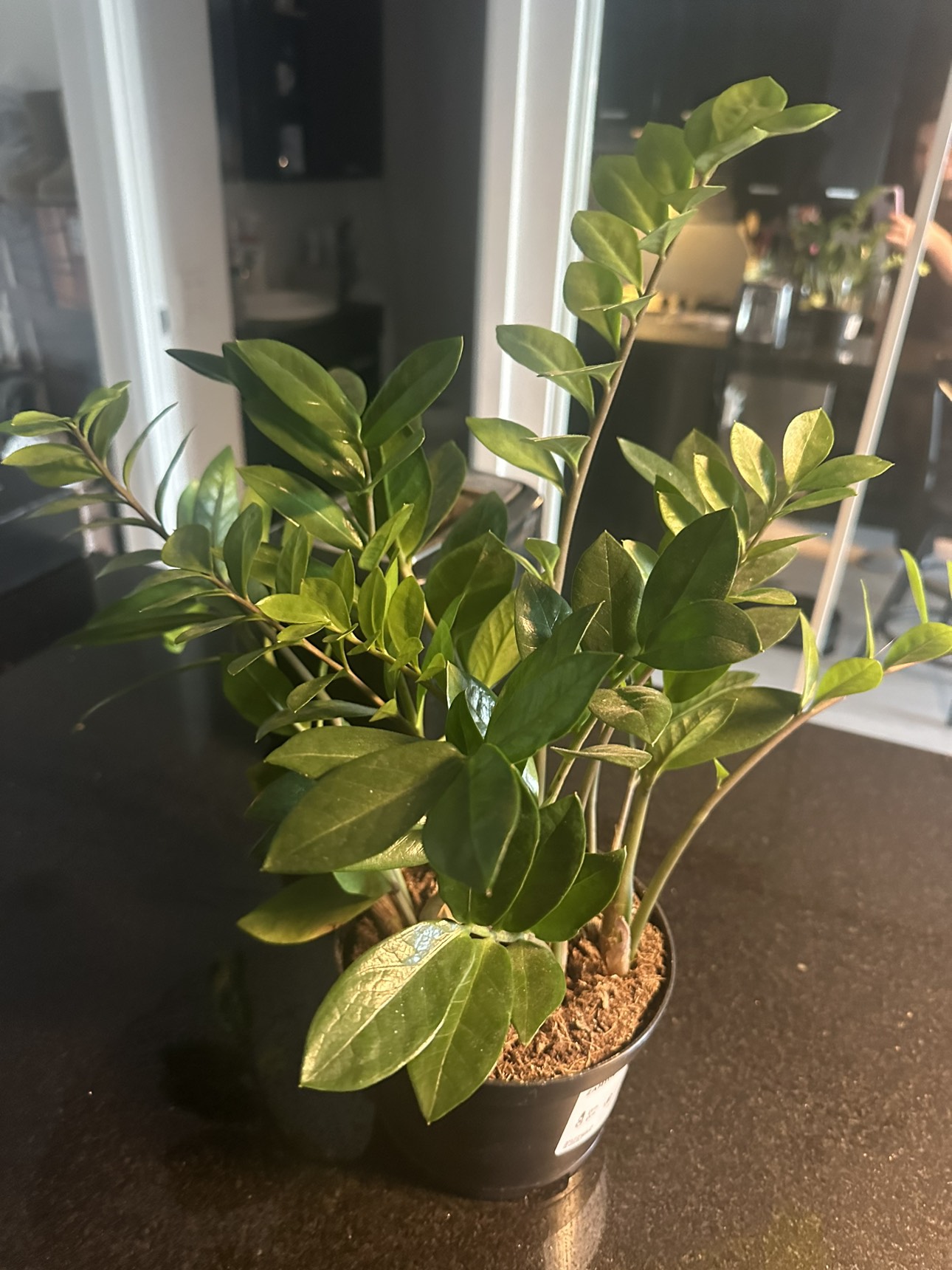 45 cm tall zz (Zamioculcas) plant - photo 2
