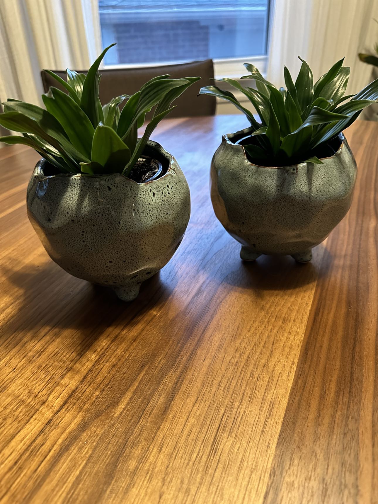 2 decor planters with 2 healthy live plants included