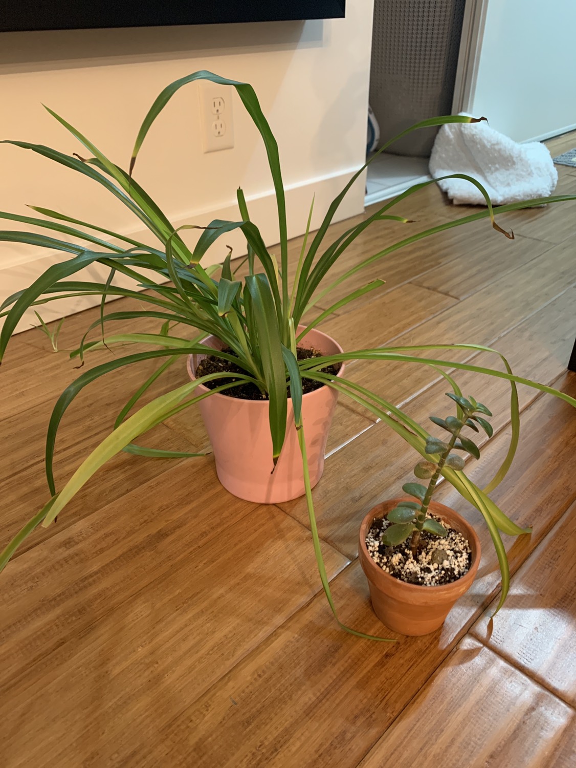 Free plants thumbnail